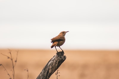树枝上褐鸟的选择性聚焦摄影